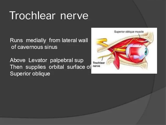 Trochlear nerve Runs medially from lateral wall of cavernous sinus Above