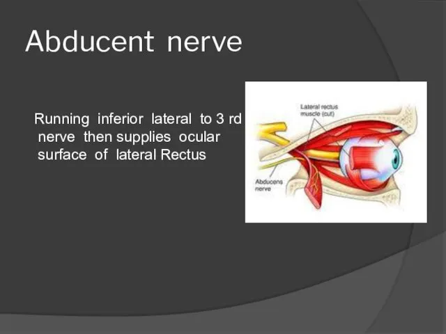 Abducent nerve Running inferior lateral to 3 rd nerve then supplies ocular surface of lateral Rectus