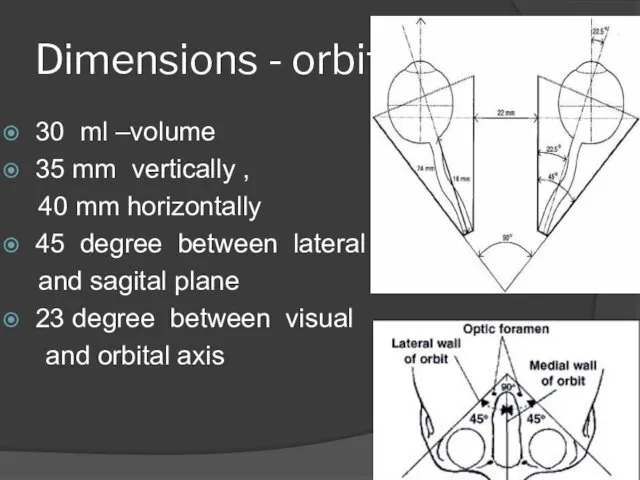 Dimensions - orbit 30 ml –volume 35 mm vertically , 40