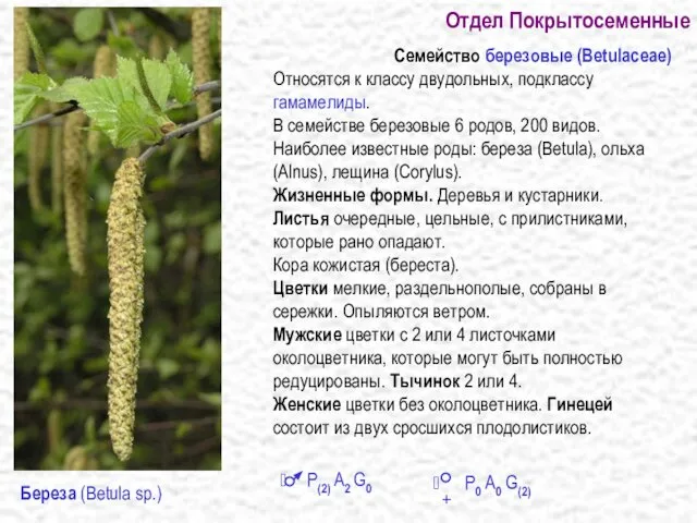 Отдел Покрытосеменные Семейство березовые (Betulaceae) Относятся к классу двудольных, подклассу гамамелиды.