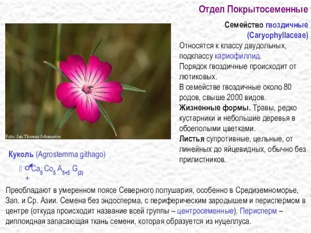 Отдел Покрытосеменные Семейство гвоздичные (Caryophyllaceae) Относятся к классу двудольных, подклассу кариофиллид.