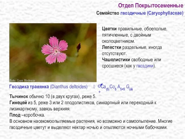 Отдел Покрытосеменные Семейство гвоздичные (Caryophyllaceae) Тычинок обычно 10 (в двух кругах),