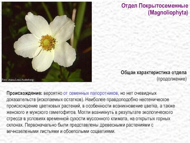 Отдел Покрытосеменные (Magnoliophyta) Происхождение: вероятно от семенных папоротников, но нет очевидных