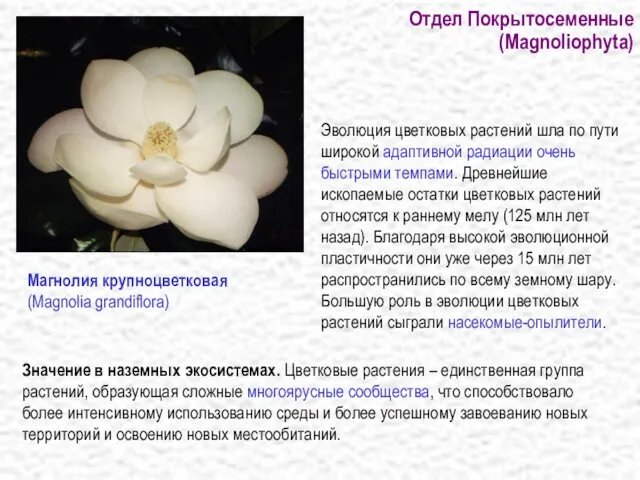 Отдел Покрытосеменные (Magnoliophyta) Значение в наземных экосистемах. Цветковые растения – единственная