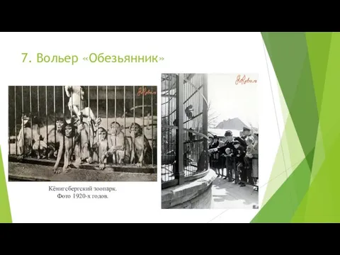 7. Вольер «Обезьянник» Кёнигсбергский зоопарк. Фото 1920-х годов.