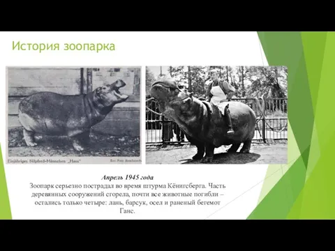 История зоопарка Апрель 1945 года Зоопарк серьезно пострадал во время штурма