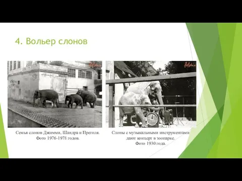 4. Вольер слонов Семья слонов Джимми, Шандра и Преголя. Фото 1976-1978