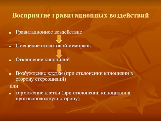 Восприятие гравитационных воздействий Гравитационное воздействие Смещение отолитовой мембраны Отклонение киноцилий Возбуждение