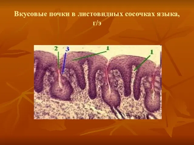 Вкусовые почки в листовидных сосочках языка, г/э