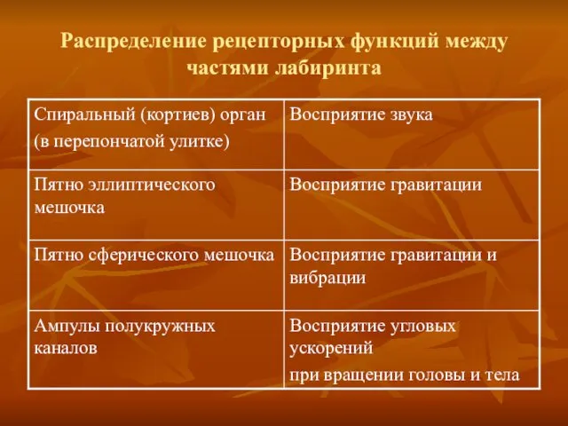 Распределение рецепторных функций между частями лабиринта