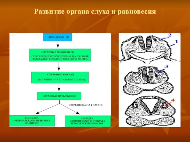 Развитие органа слуха и равновесия