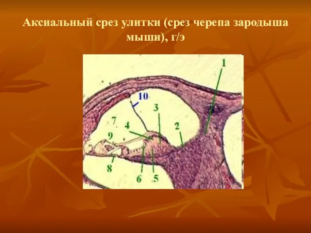 Аксиальный срез улитки (срез черепа зародыша мыши), г/э