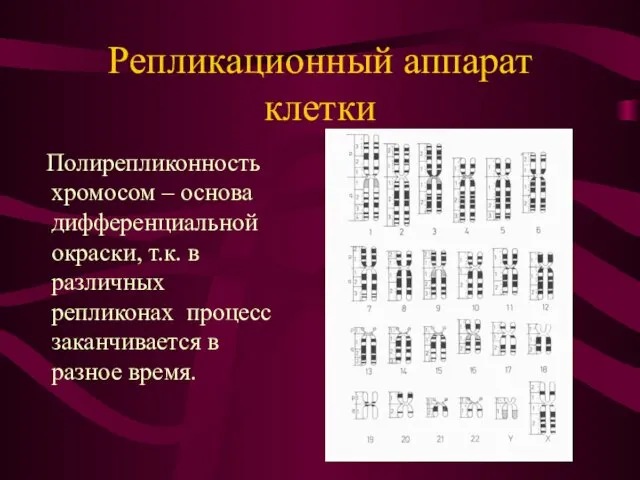 Полирепликонность хромосом – основа дифференциальной окраски, т.к. в различных репликонах процесс