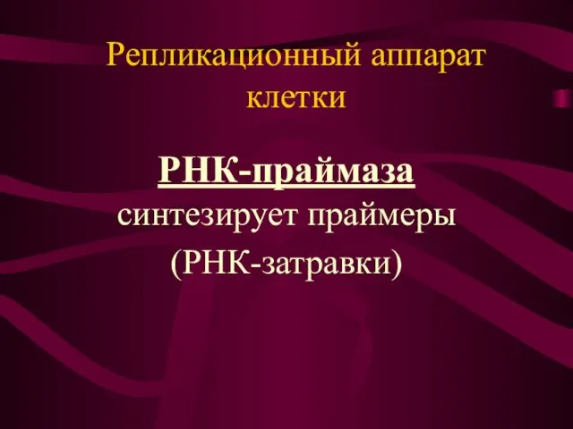 РНК-праймаза синтезирует праймеры (РНК-затравки) Репликационный аппарат клетки