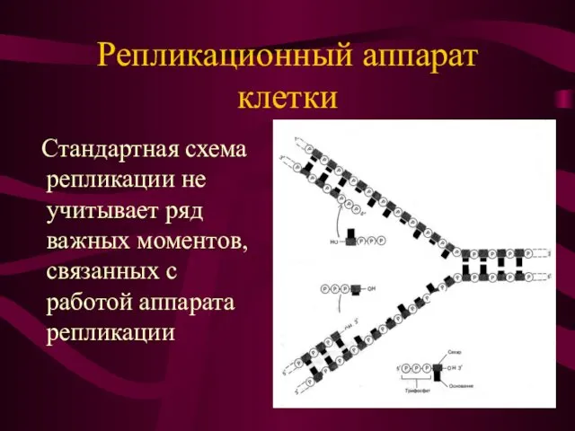 Стандартная схема репликации не учитывает ряд важных моментов, связанных с работой аппарата репликации Репликационный аппарат клетки