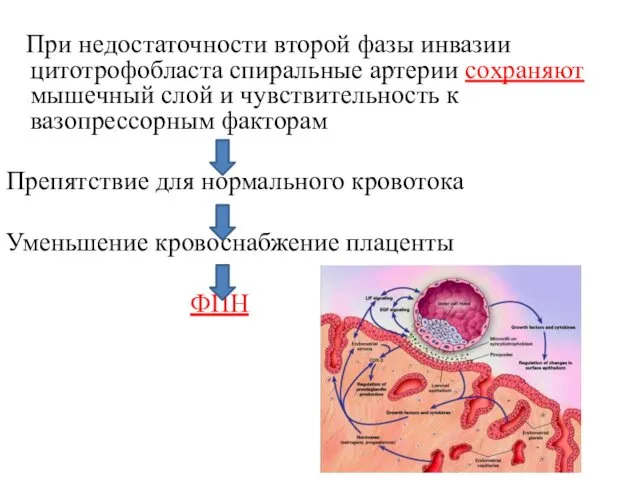 При недостаточности второй фазы инвазии цитотрофобласта спиральные артерии сохраняют мышечный слой