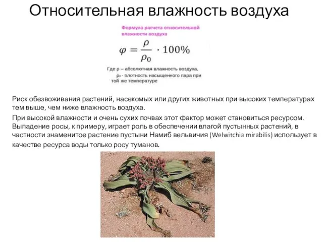 Относительная влажность воздуха Риск обезвоживания растений, насекомых или других животных при