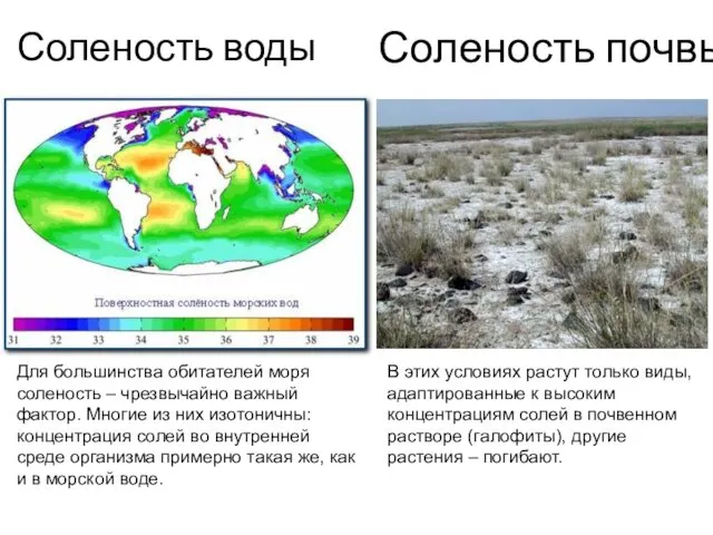 Соленость воды Соленость почвы Для большинства обитателей моря соленость – чрезвычайно