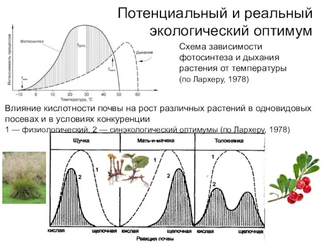 Схема зависимости фотосинтеза и дыхания растения от температуры (по Лархеру, 1978)