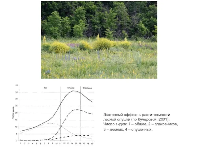 Экотопный эффект в растительности лесной опушки (по Кучеровой, 2001). Число видов: