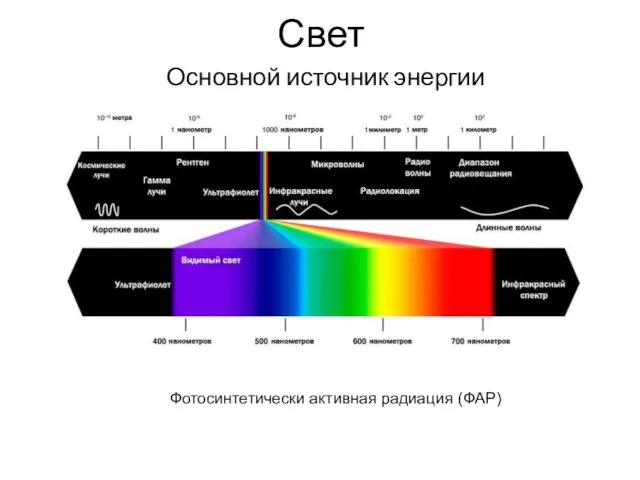 Свет Основной источник энергии Фотосинтетически активная радиация (ФАР)