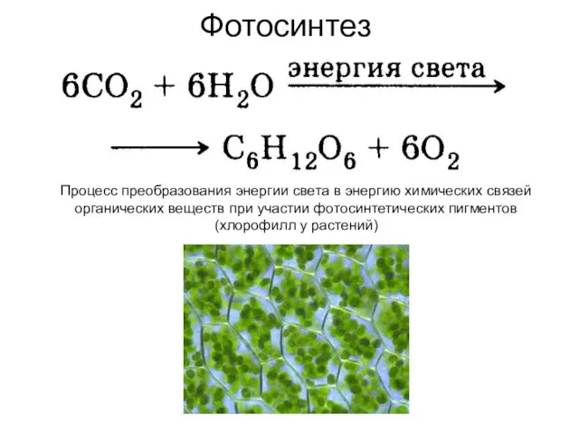 Фотосинтез Процесс преобразования энергии света в энергию химических связей органических веществ