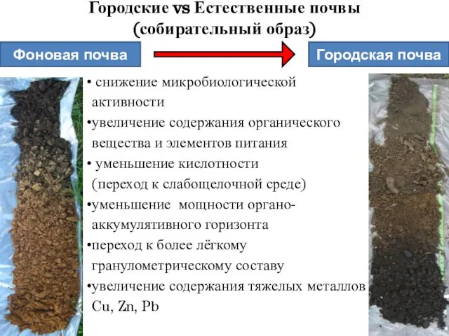 Городские vs Естественные почвы (собирательный образ) Фоновая почва Городская почва снижение