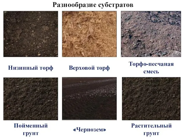 Разнообразие субстратов Низинный торф Верховой торф Торфо-песчаная смесь Пойменный грунт «Чернозем» Растительный грунт