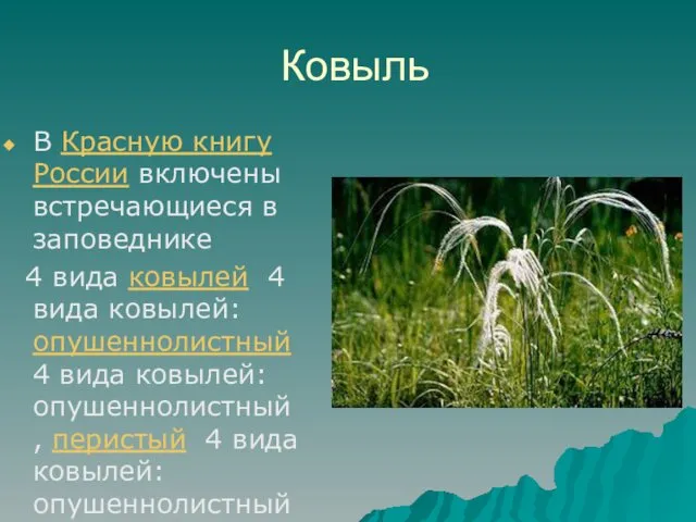 Ковыль В Красную книгу России включены встречающиеся в заповеднике 4 вида