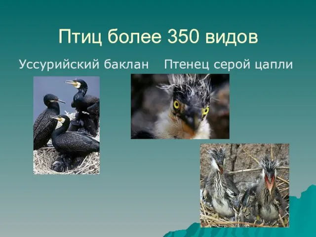Птиц более 350 видов Уссурийский баклан Птенец серой цапли
