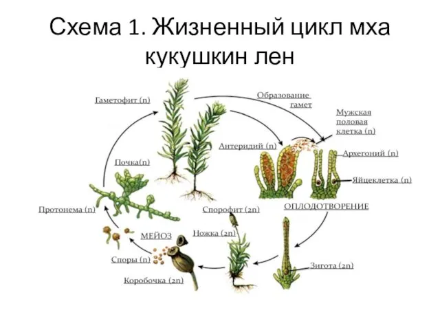 Схема 1. Жизненный цикл мха кукушкин лен