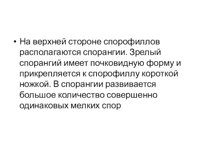 На верхней стороне спорофиллов располагаются спорангии. Зрелый спорангий имеет почковидную форму