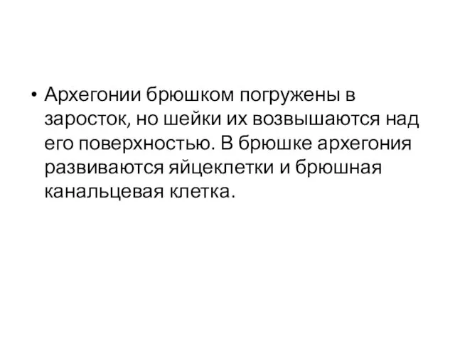 Архегонии брюшком погружены в заросток, но шейки их возвышаются над его