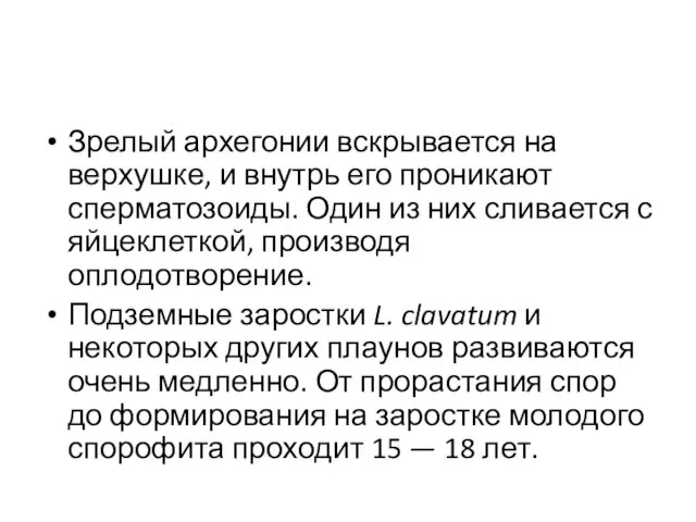 Зрелый архегонии вскрывается на верхушке, и внутрь его проникают сперматозоиды. Один