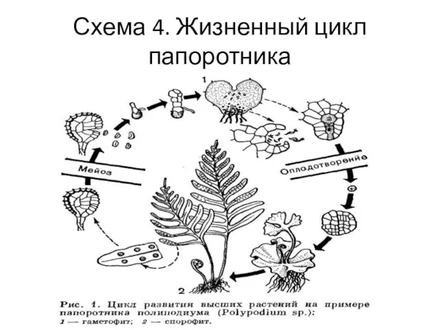 Схема 4. Жизненный цикл папоротника