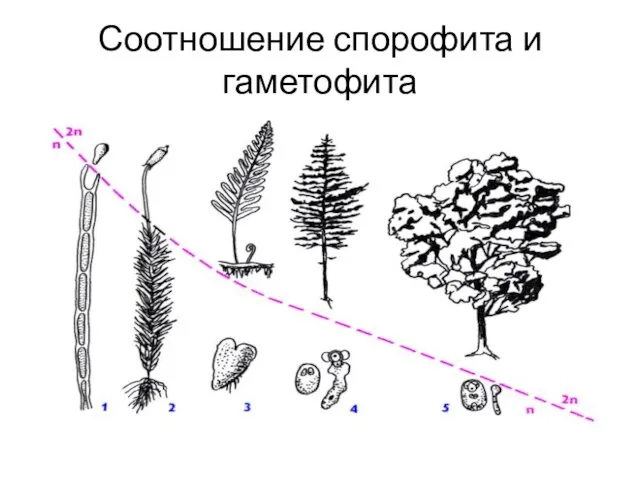 Соотношение спорофита и гаметофита