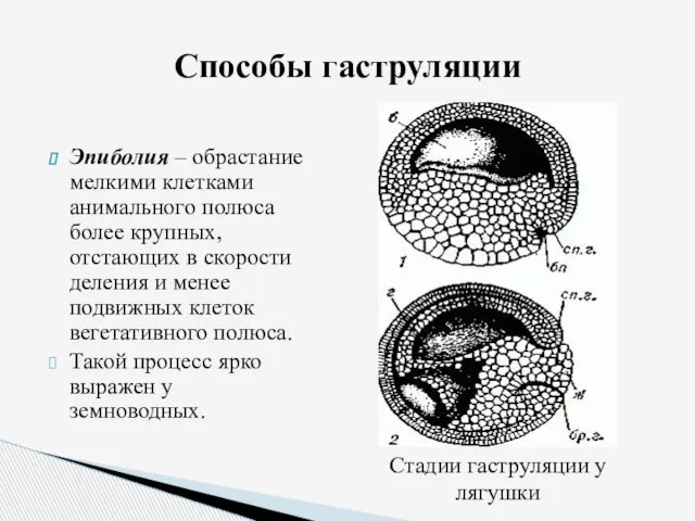 Эпиболия – обрастание мелкими клетками анимального полюса более крупных, отстающих в