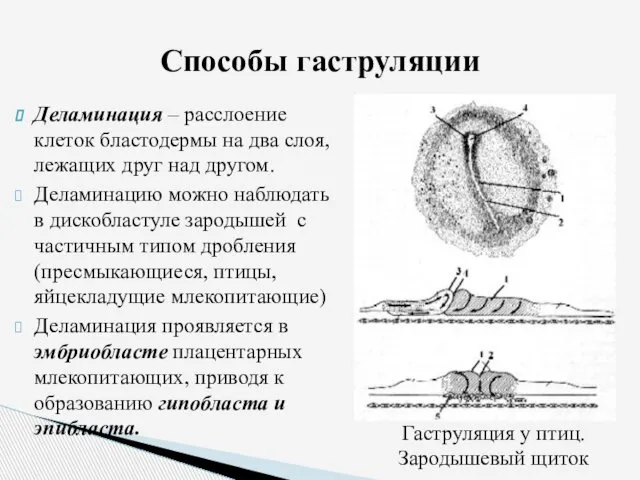 Деламинация – расслоение клеток бластодермы на два слоя, лежащих друг над