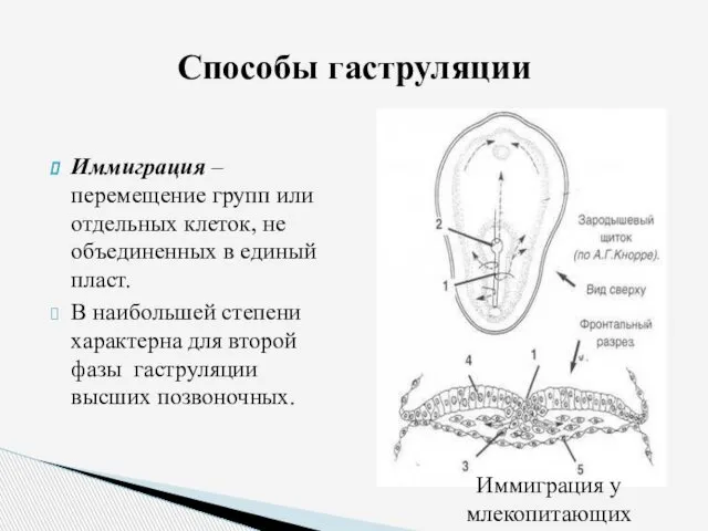 Иммиграция – перемещение групп или отдельных клеток, не объединенных в единый