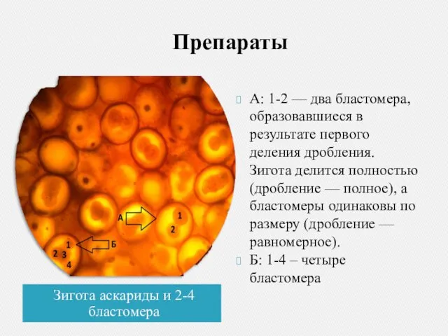 Препараты Зигота аскариды и 2-4 бластомера А: 1-2 — два бластомера,