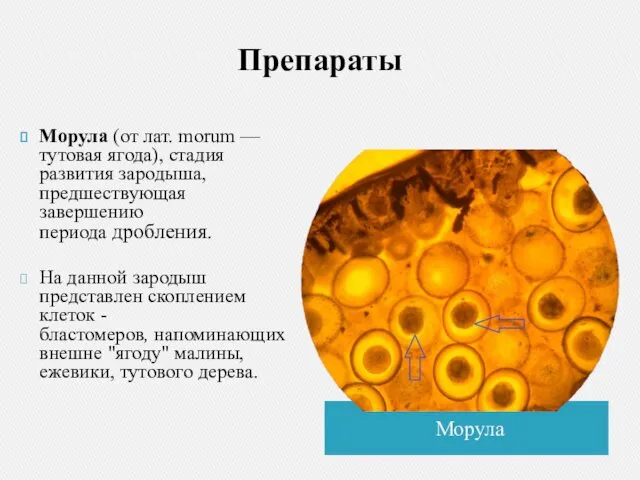 Препараты Морула Морула (от лат. morum — тутовая ягода), стадия развития