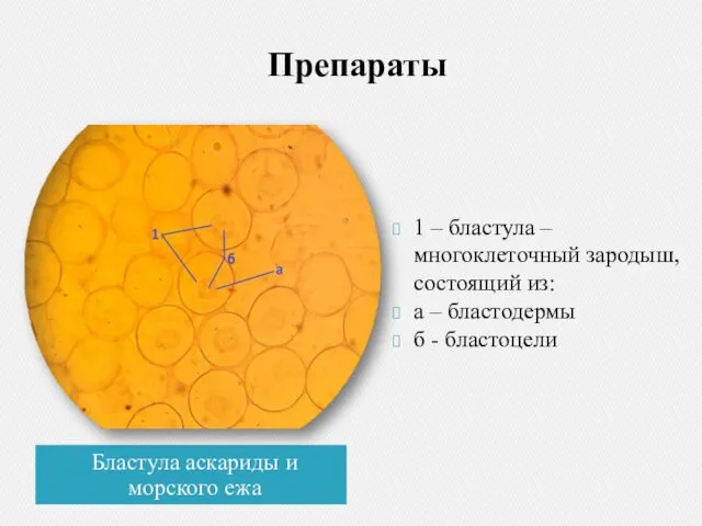 Препараты Бластула аскариды и морского ежа 1 – бластула – многоклеточный