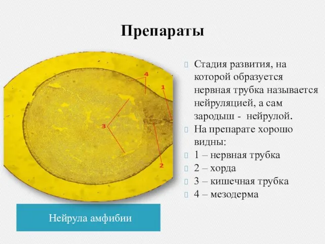 Препараты Нейрула амфибии Стадия развития, на которой образуется нервная трубка называется