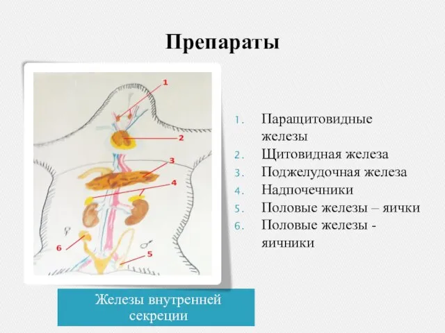 Препараты Железы внутренней секреции Паращитовидные железы Щитовидная железа Поджелудочная железа Надпочечники