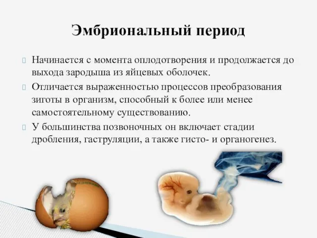 Начинается с момента оплодотворения и продолжается до выхода зародыша из яйцевых