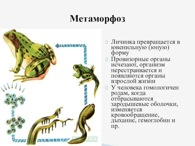 Личинка превращается в ювенильную (юную) форму Провизорные органы исчезают, организм перестраивается