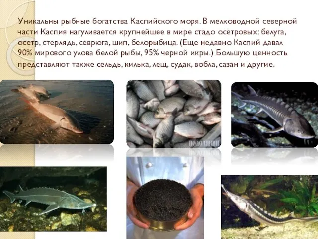 Уникальны рыбные богатства Каспийского моря. В мелководной северной части Каспия нагуливается