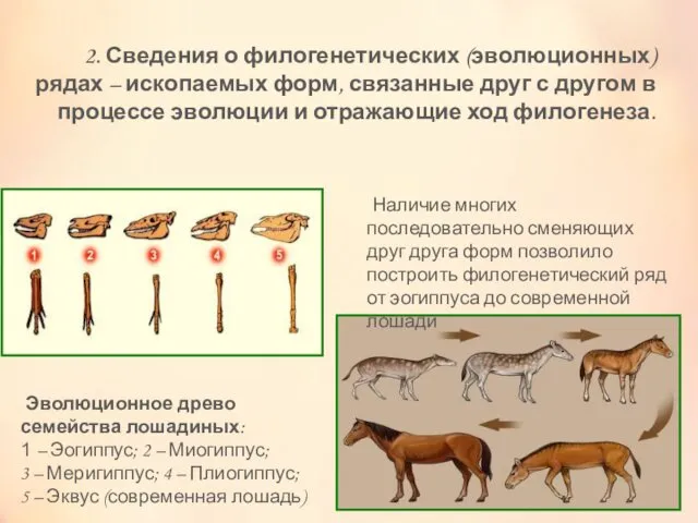 2. Сведения о филогенетических (эволюционных) рядах – ископаемых форм, связанные друг