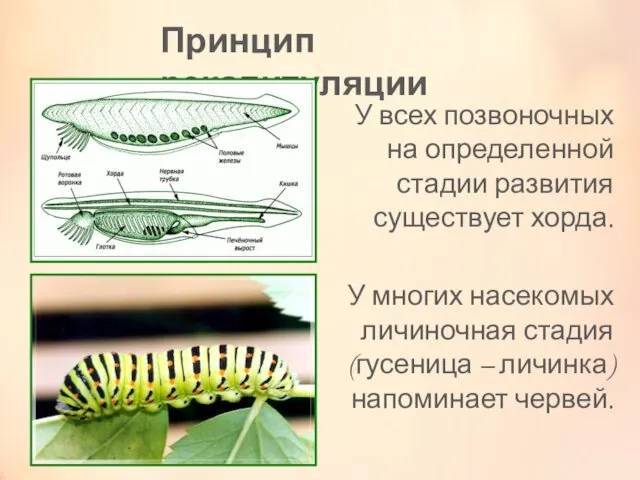 Принцип рекапитуляции У всех позвоночных на определенной стадии развития существует хорда.