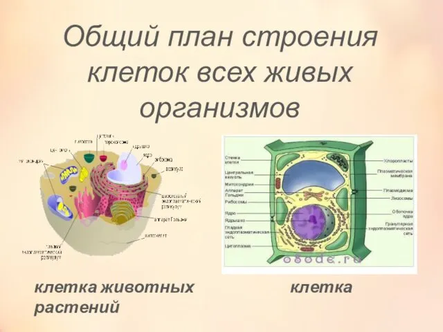 Общий план строения клеток всех живых организмов клетка животных клетка растений